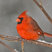 Northern Cardinal